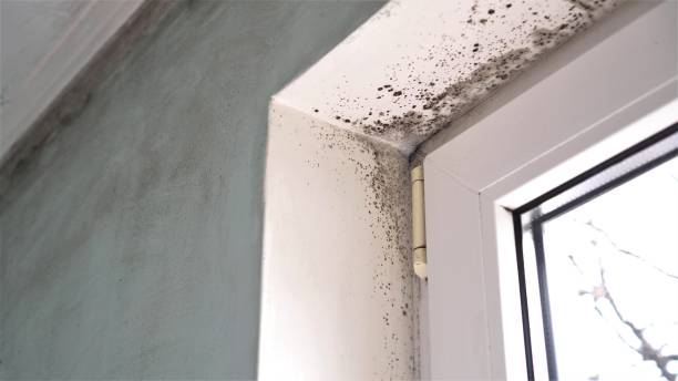 Best Certified Mold Removal  in Boonton, NJ