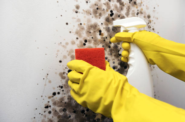 Best Toxic Mold Removal  in Boonton, NJ