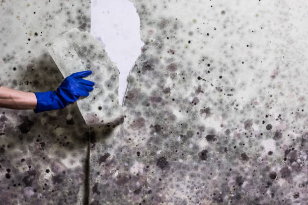 Best Attic Mold Removal  in Boonton, NJ
