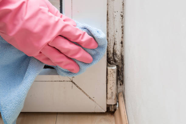 Best Fast Mold Removal  in Boonton, NJ