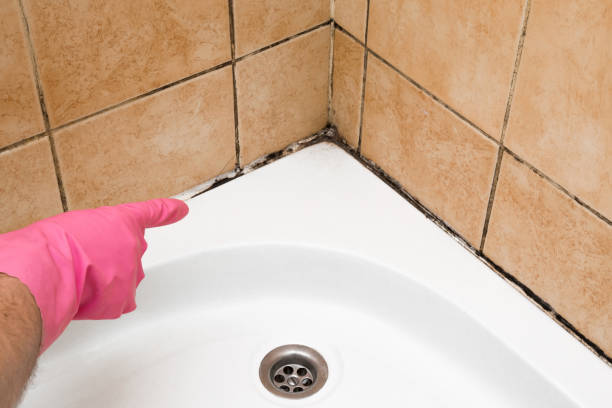 Boonton, NJ Mold Removal Company